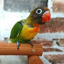 久しぶりのルリコシボタンインコ！