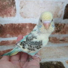 4色の欲張りカラー！セキセイインコ！
