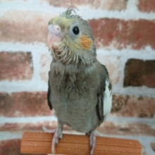 オカメインコのノーマルさん入舎