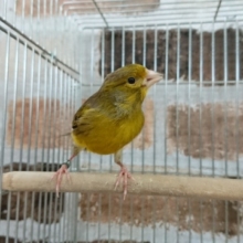 今年最後のカナリア！①