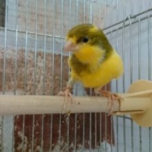 渋いローラーカナリア！