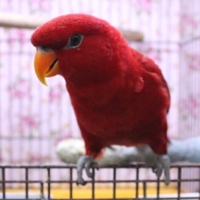 グリグリが止まらない!! ヒインコ　2020.2/18入舎