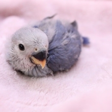 爽やかカラー!!　コザクラインコ“バイオレットファクター”2020.2/18入舎