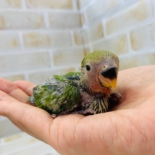 久々にコザクラインコが来ましたよ♪