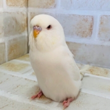 真っ白アルビノのジャンボセキセイさん♪