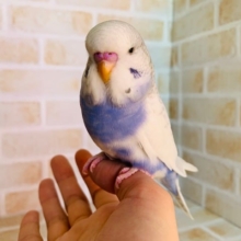 色がくっきりのジャンボセキセイインコさん♪