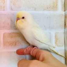 珍しいクリームのジャンボセキセイインコが入舎です♪