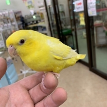 サザナミインコ　ルチノー　大人しく良い子です