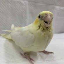 ちょっと珍しいオカメインコルチノー　イエローフェイス