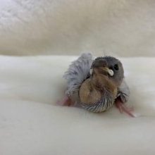 シルバー文鳥　ベタナレ（予定）　入荷です♪
