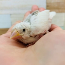 久々！白文鳥さんが入舎しました！！