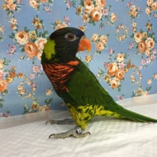 色鮮やかなゴシキセイガイインコ　２０１８年３月生まれ