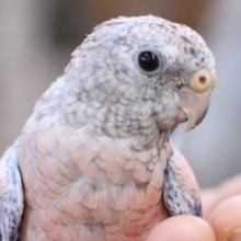 ローズアキクサインコ　ヒナ　ピンクの可愛いインコさん 2020年04月05日撮影
