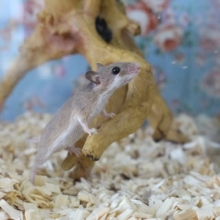 極小ネズミ！アフリカチビネズミ！