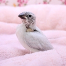 カメラ目線上手です！シルバー文鳥のひな 2020.2/13入舎