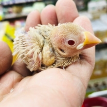 シナモンブンチョウ　ヒナ　よちよち歩きが可愛い！