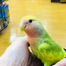 ベタ馴れです。　コザクラインコ　タイガーチェリー　