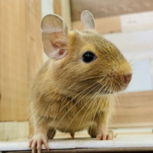 とても馴れているデグーさん入舎です！