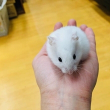 ふさふさ　長毛ハムスター　真っ白の黒目！！