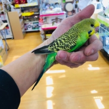 ベタ馴れになりそうな　ジャンボセキセイインコ　グリーン　