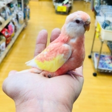 色鮮やかな　アキクサインコ　ルビノー　ヒナ　入舎！