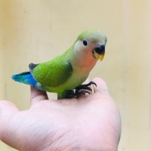 ヒナ餌卒業してます。　コザクラインコ　ノーマル