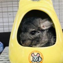 ふわふわ気持ちいい　チンチラ　ノーマル