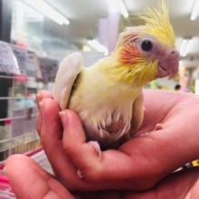 人気のオカメインコ　ルチノー　雛　入舎！！