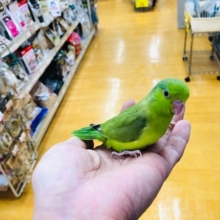 鮮やかな緑色の　マメルリハインコ　女の子　入舎