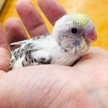 セキセイインコ　雛　レインボー系の色変わり！！