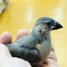 サクラブンチョウ　ヒナ　人気！！