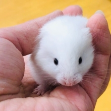 長毛ハムスター　白　黒目　カワイイ！！