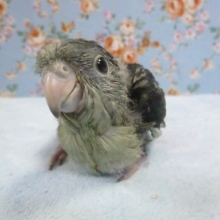 手乗りサザナミインコ　モーヴ　１２月５日