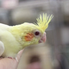 3月29日　ハゲてたって良いじゃない！オカメインコルチノー