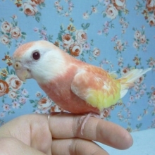 手乗りアキクサインコ　ルビノー　３月１日