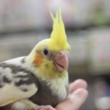 3月28日オカメインコパイド　ご紹介♪