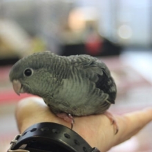 3/17　お久しぶりです！サザナミインコさん入舎！