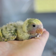 3/22　コザクラインコ　タイガーチェリーのご紹介