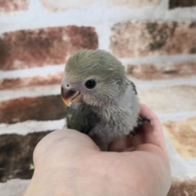 オリーブカラーのコザクラインコさん！