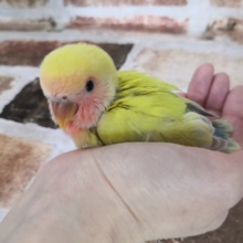 やっぱり可愛いコザクラインコさん♪