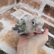 ホオミドリウロコメキシコインコさん入荷です♪