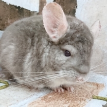 もっふもふ！ブロンズチンチラ♂