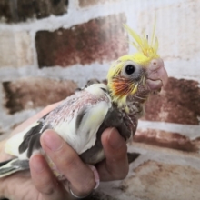 オカメインコのパイドさん♪