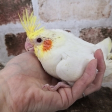 オカメインコのルチノーさん♪