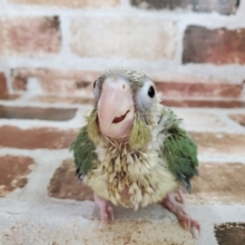 うぶうぶ！ウロコインコ！