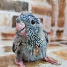 サザナミインコ入舎!!