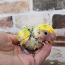 大人気のコザクラインコ、タイガーチェリーさん♪