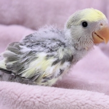 レアです！コザクラインコ“アメリカンシナモン” 2020.3/12入舎