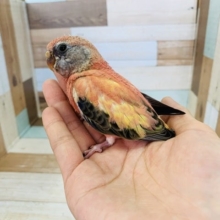 ひなひなの秋草インコローズさん♪
