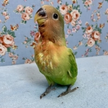 手乗りコザクラインコ　オパーリン　３月１８日